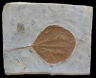 Detailed Fossil Leaf (unidentified) - Montana #59782-1